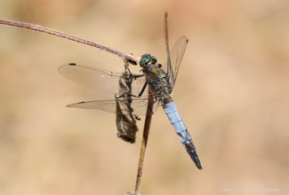 SCARCE CHASER (Libellula fulva) 